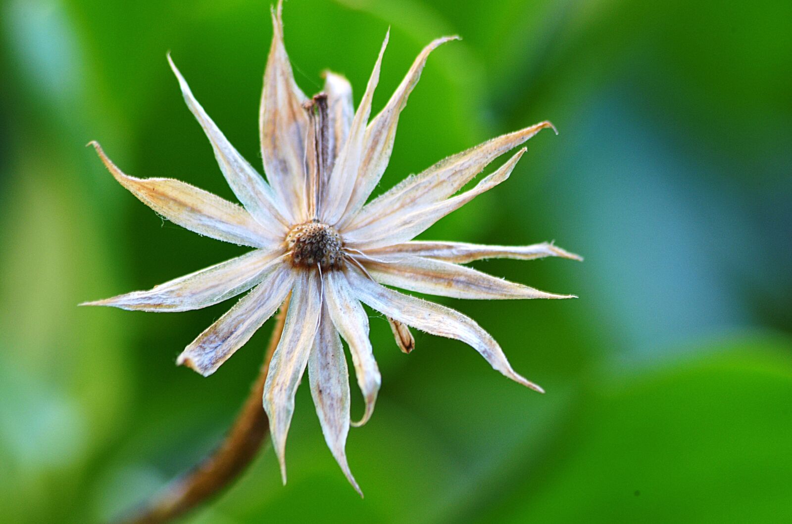 Nikon D5100 sample photo. Garden, nature, plants photography