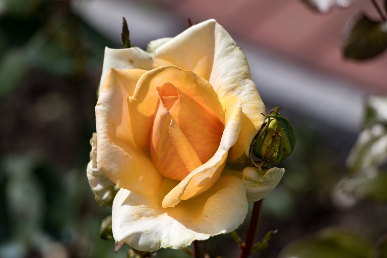 Canon EF-S 18-135mm F3.5-5.6 IS USM sample photo. Rose, flowers, petals photography