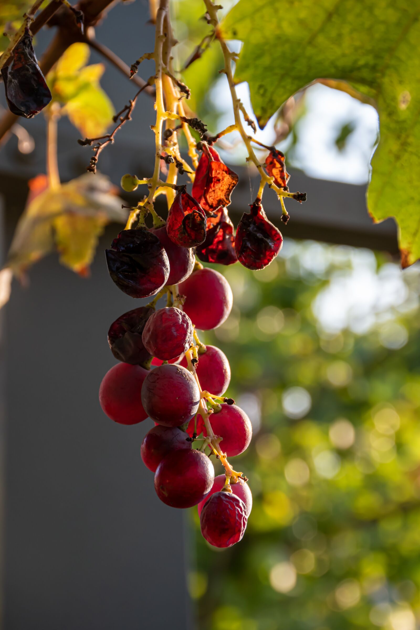 Nikon D5600 sample photo. Grape, autumn, season photography