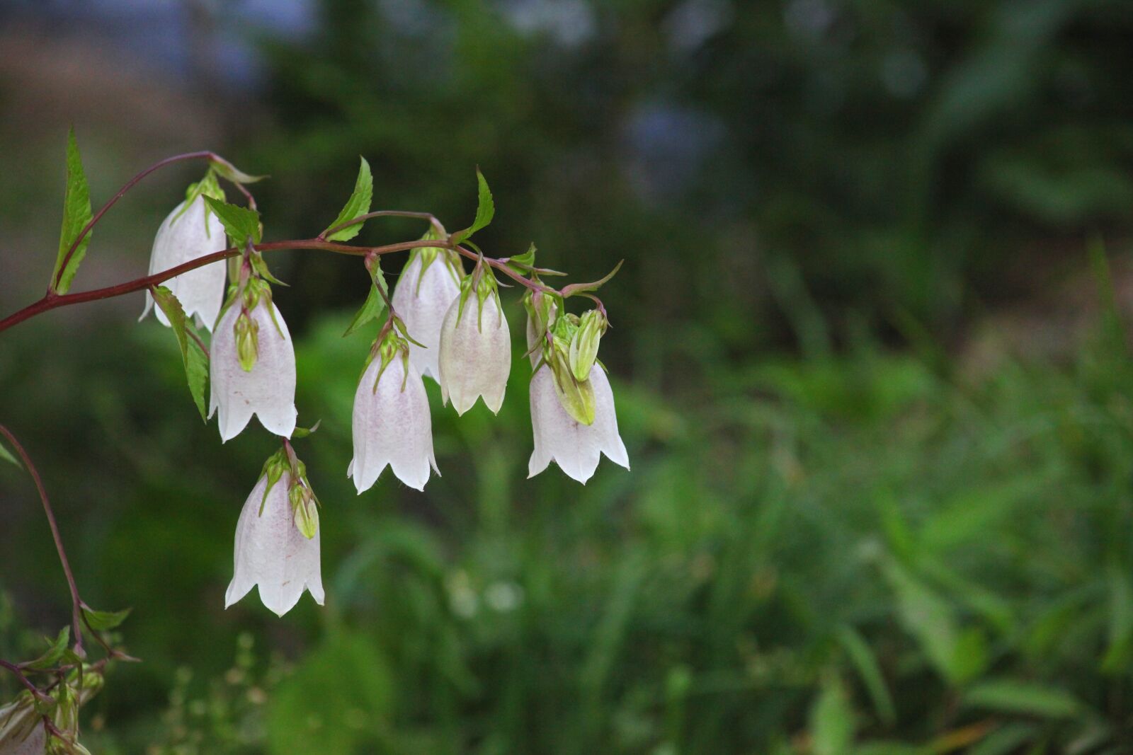Canon EOS 5D Mark II sample photo. Nature, plants, flowers photography