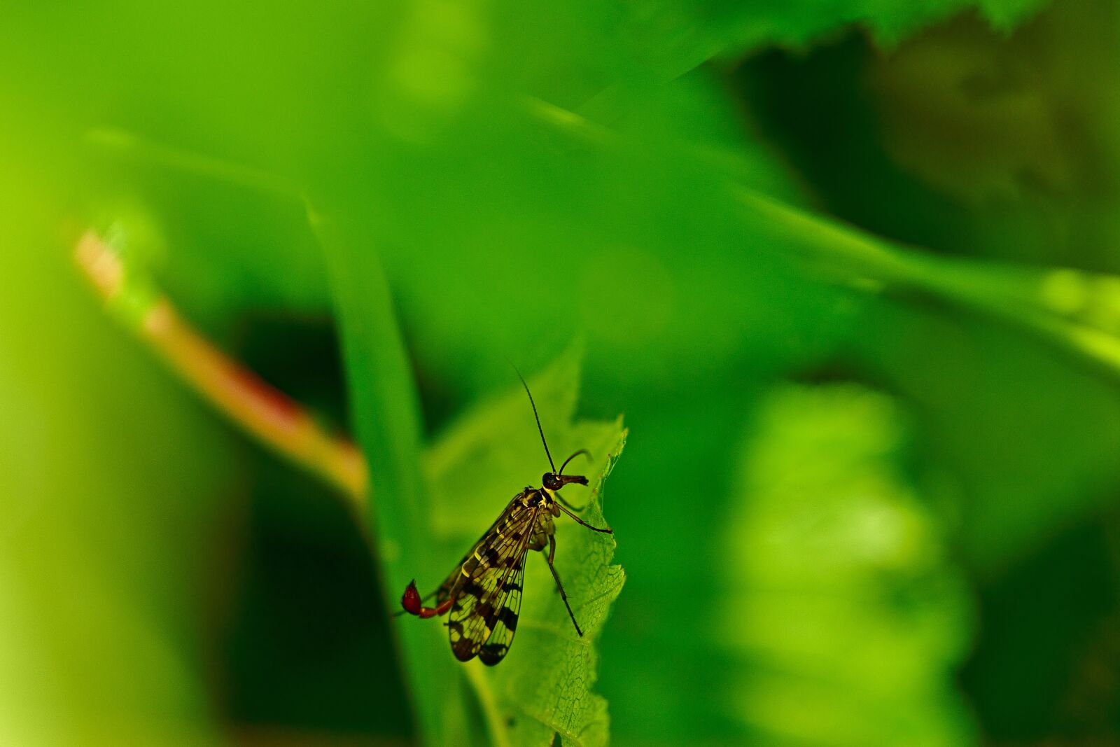 Nikon D5200 sample photo. Fly, communis, schnabelfliege photography