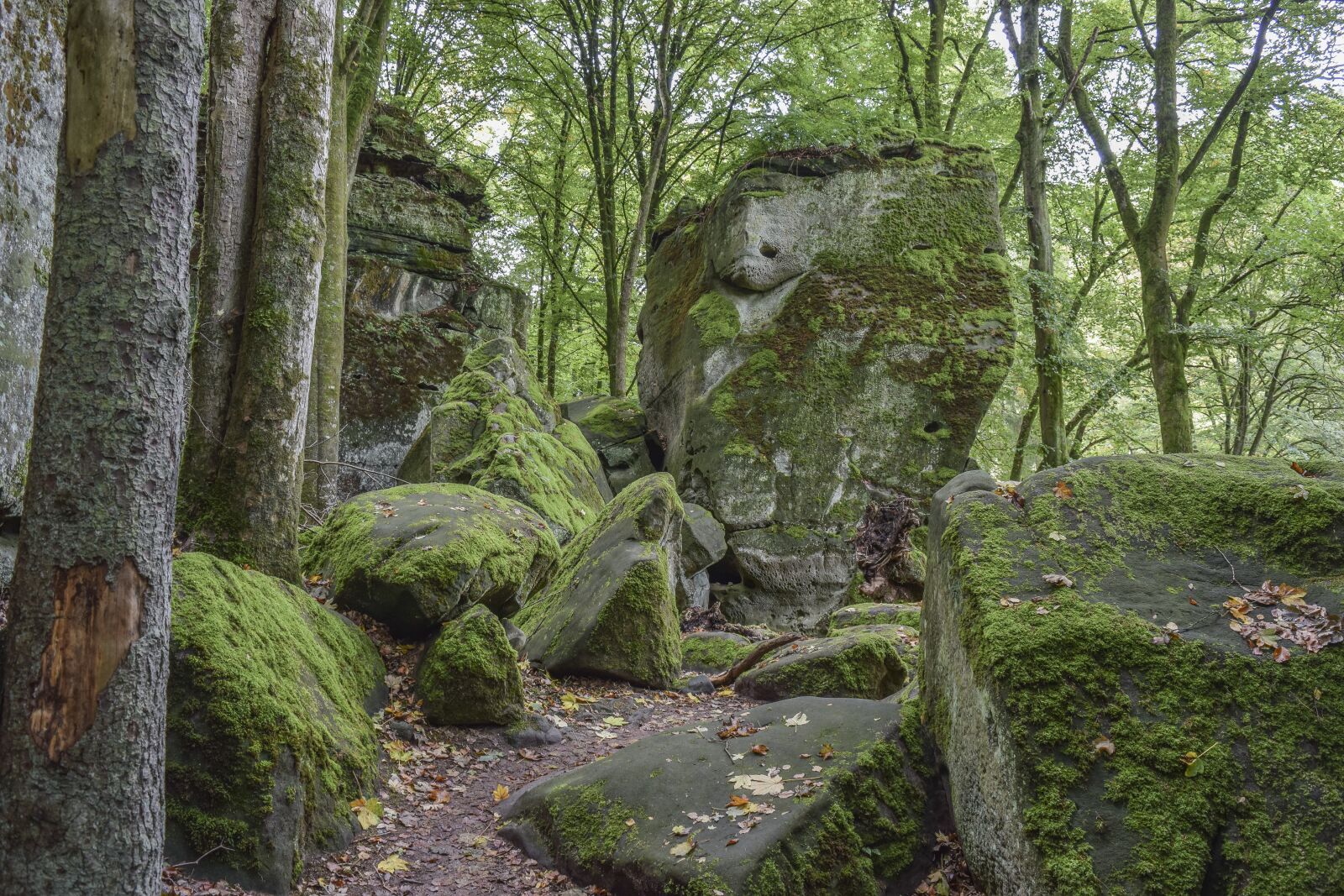 Nikon D3300 sample photo. Forest, nature, landscape photography