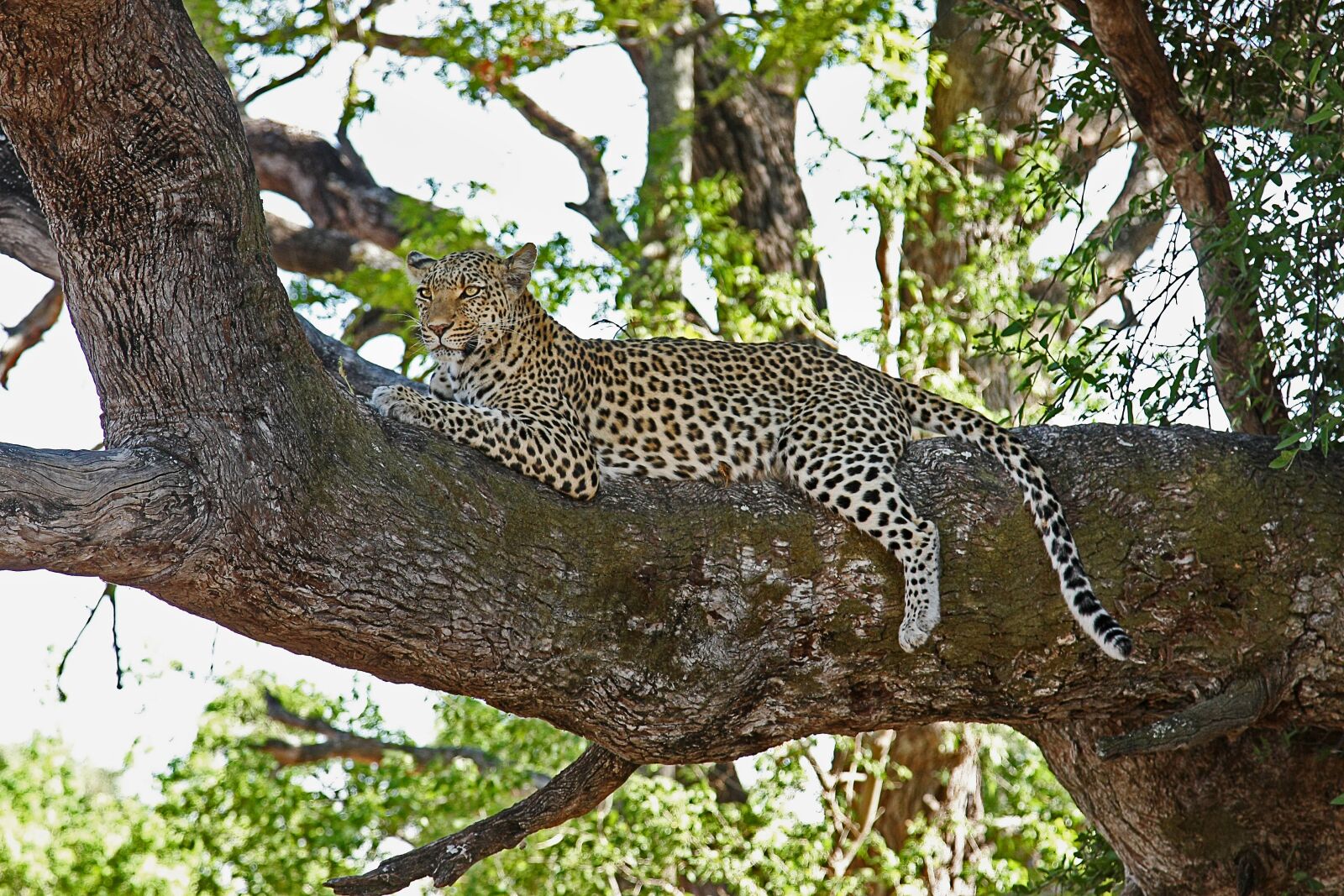 Canon EOS 40D sample photo. Leopard, africa, safari photography