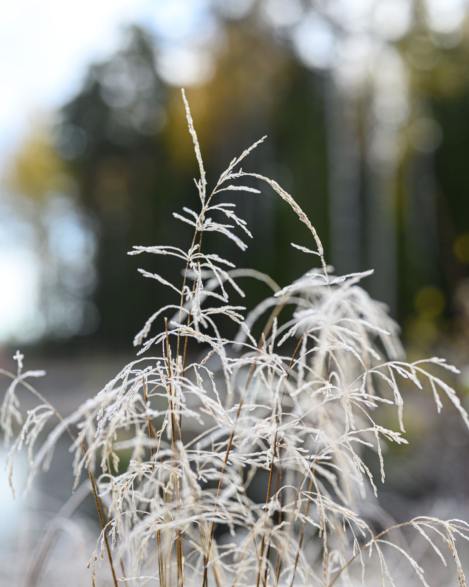 Nikon Nikkor Z 50mm F1.8 S sample photo. Nature, grass, frost photography