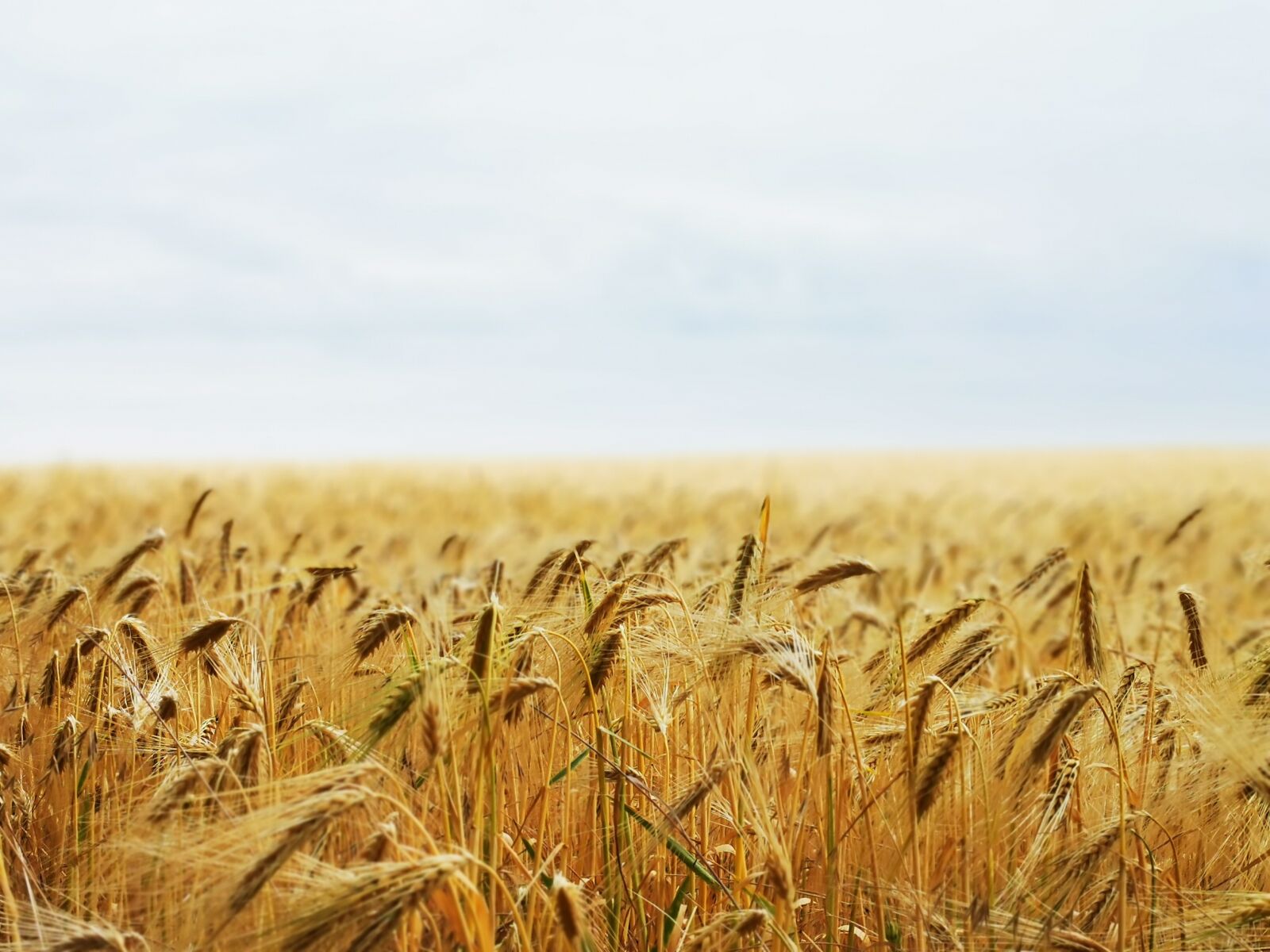 HUAWEI P30 Pro sample photo. Rye, field, agriculture photography