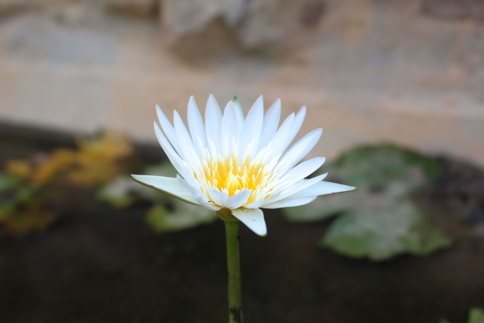 Canon EOS 700D (EOS Rebel T5i / EOS Kiss X7i) sample photo