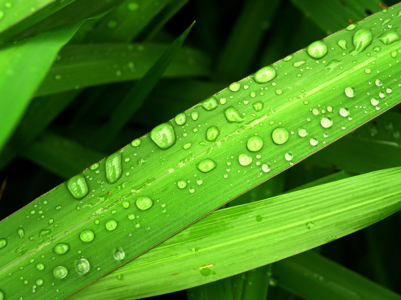 Olympus E-300 (EVOLT E-300) sample photo. Water, drops, leaf photography