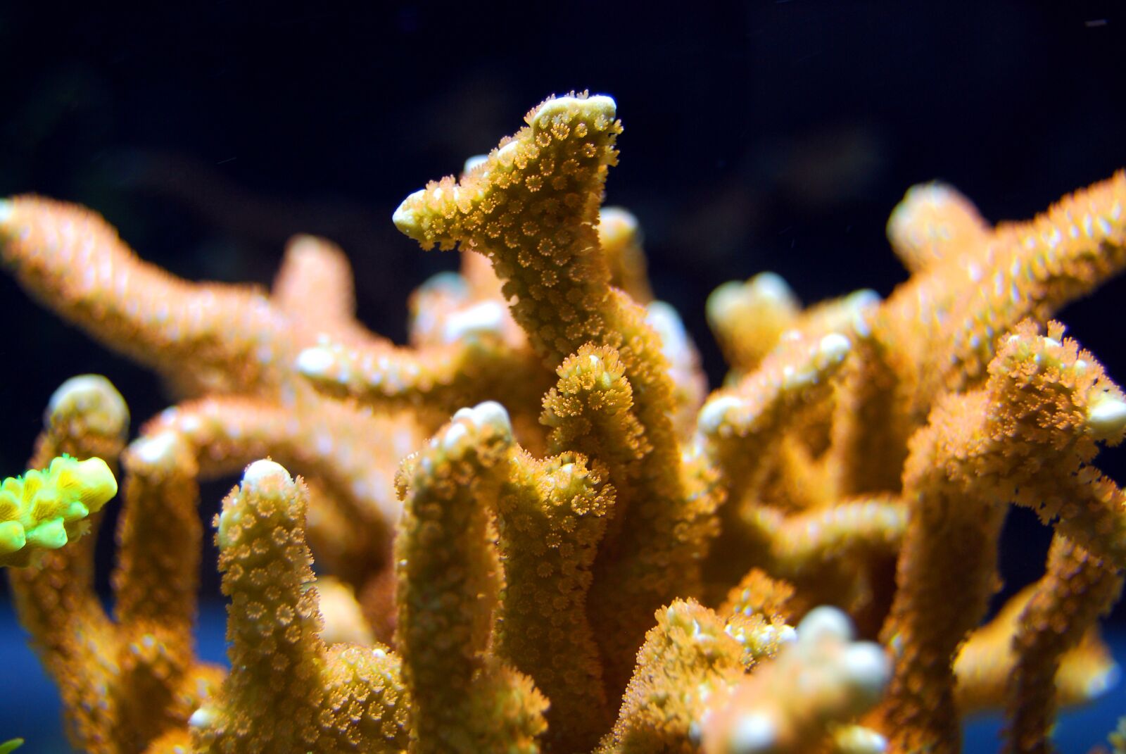 Nikon D40X sample photo. Coral, reef, sea photography