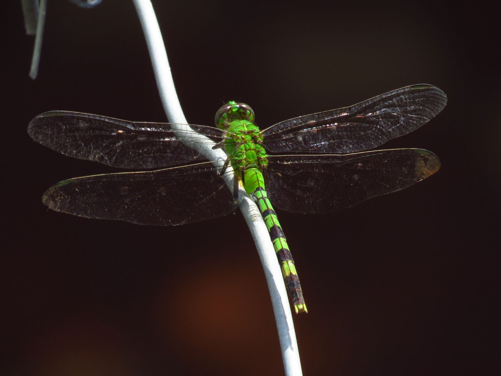 Canon PowerShot SX50 HS sample photo. Dragon fly, dragonfly, insects photography