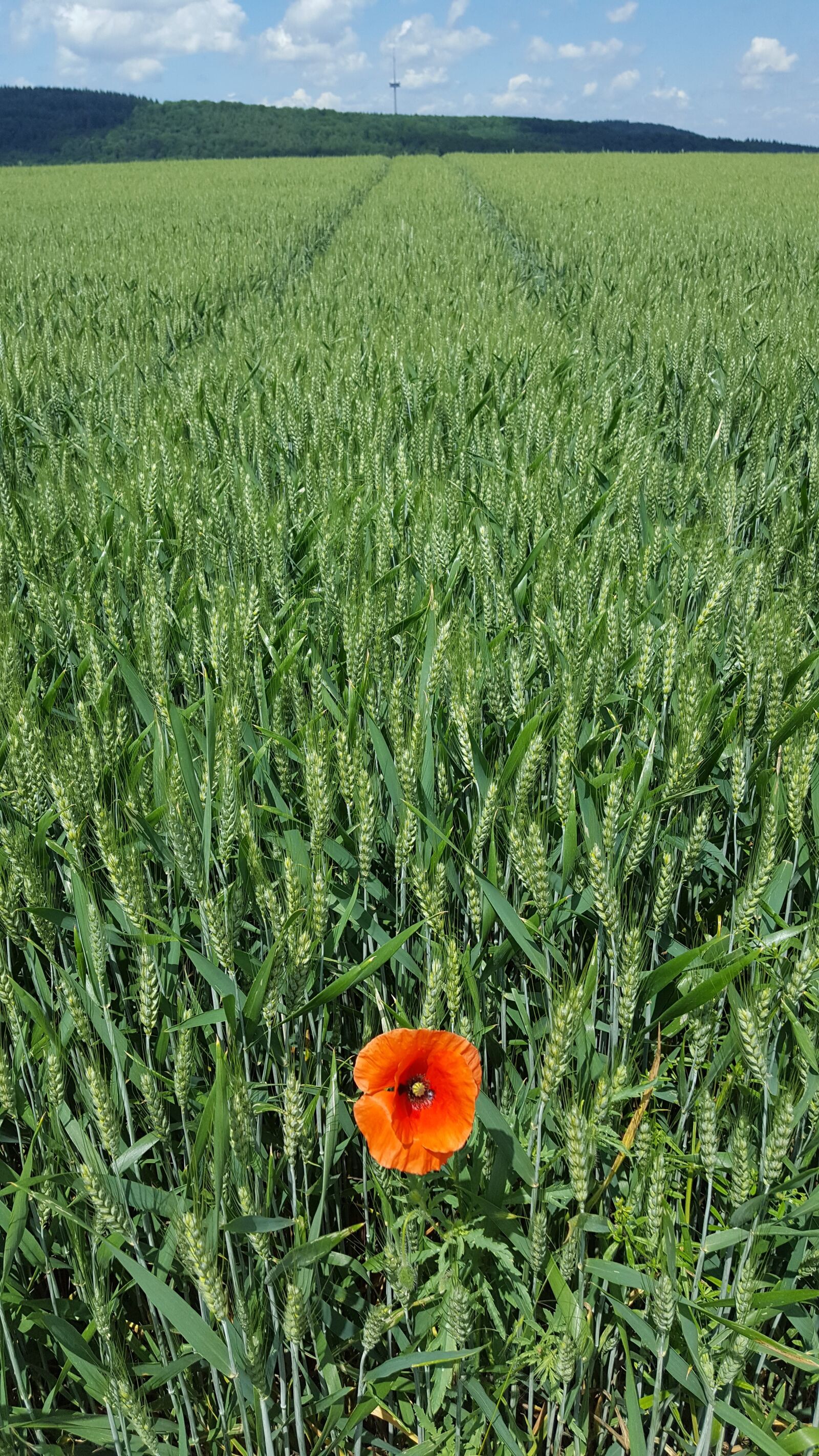 Samsung GALAXY S6 edge sample photo. Cornfield, nature, poppy photography