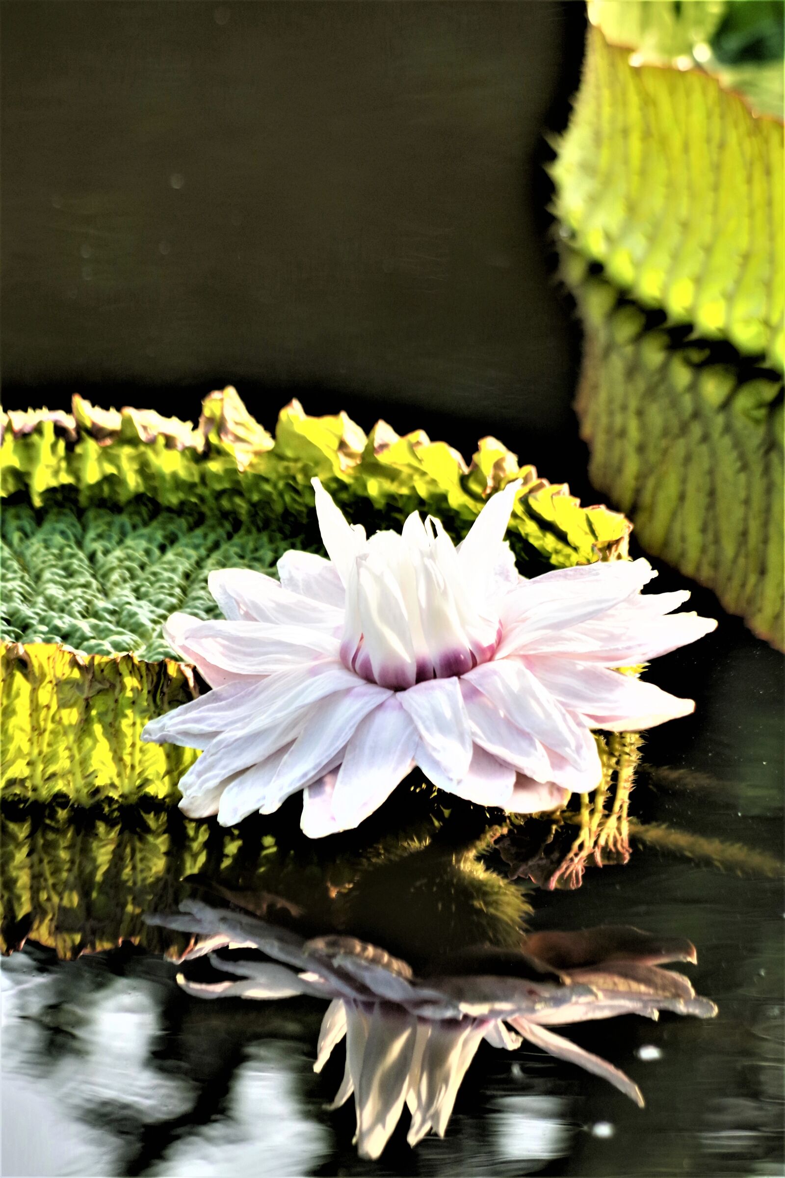 Pentax K-S2 sample photo. Giant water lily, victoria photography