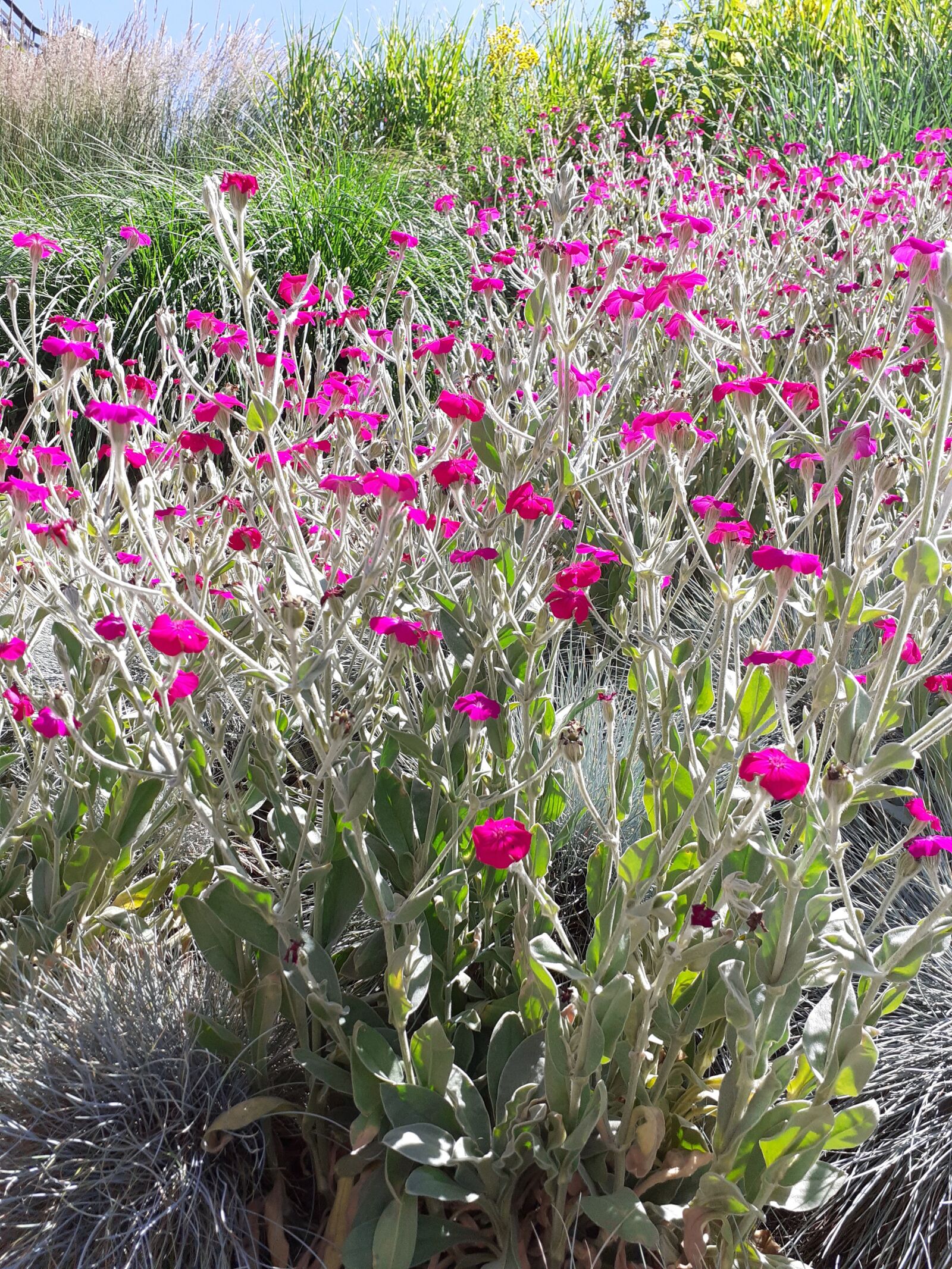 Samsung SM-A202F sample photo. Fields, small, flowers photography