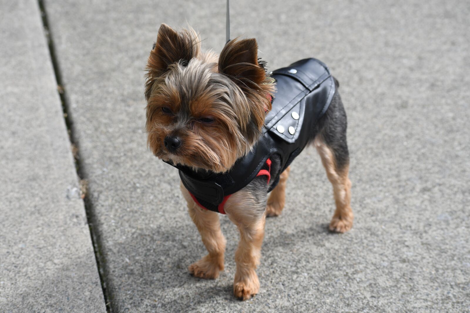 Nikon D500 sample photo. Dog, small, cute photography