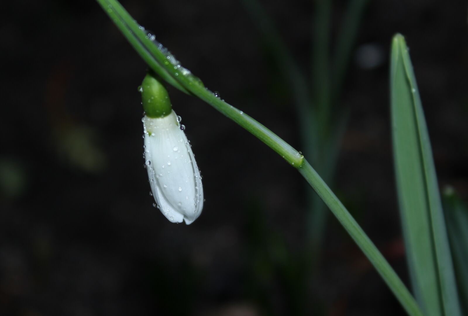 Canon EOS 1200D (EOS Rebel T5 / EOS Kiss X70 / EOS Hi) sample photo. Snowdrop, winter, nature photography