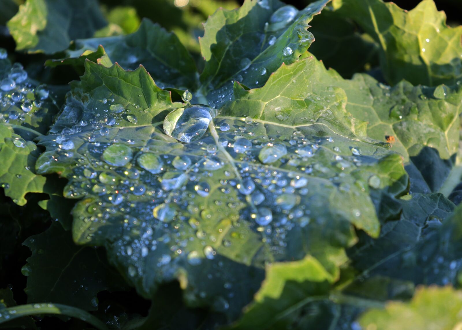 Canon EOS 7D Mark II sample photo. Dewdrop, drop of water photography