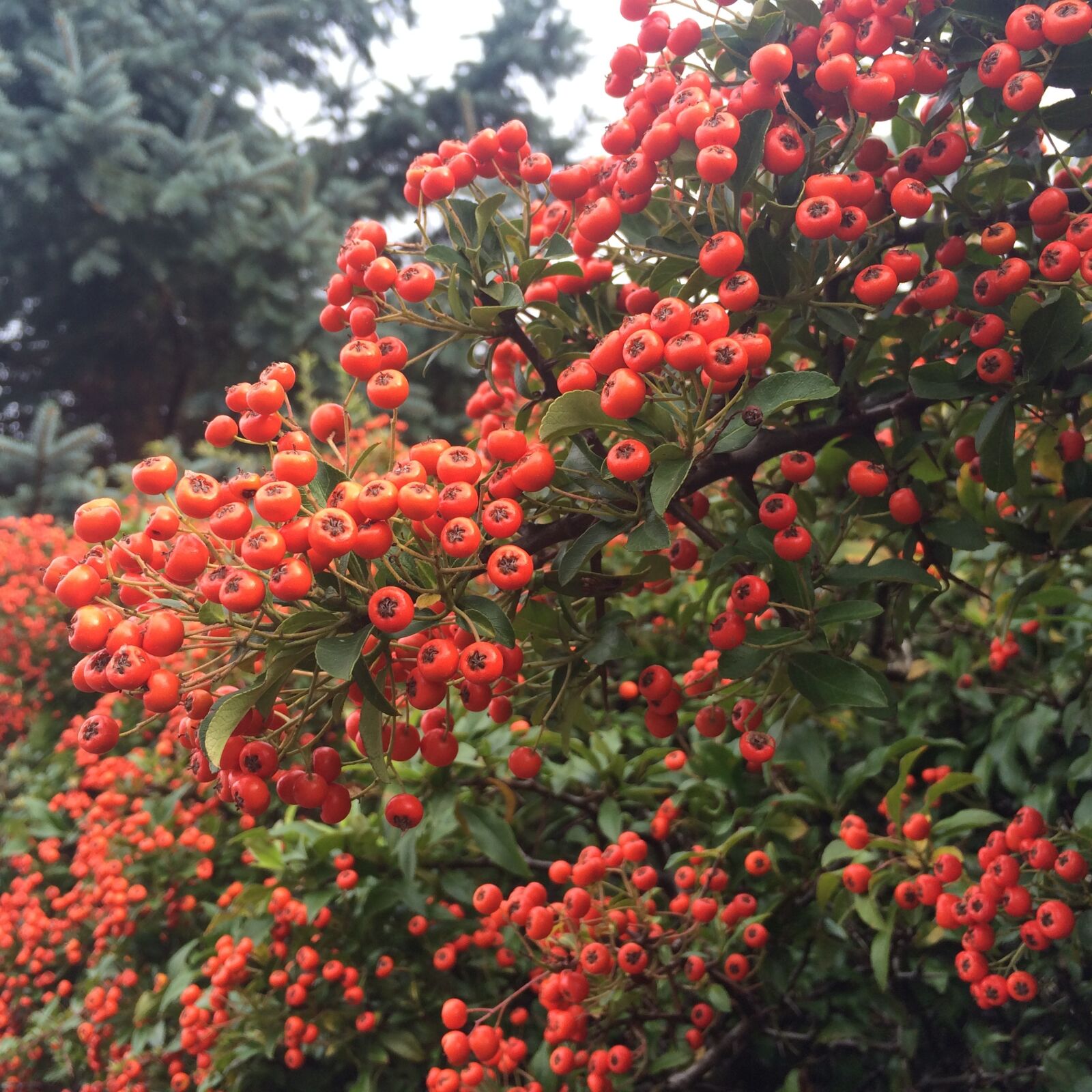 iPhone 5s back camera 4.15mm f/2.2 sample photo. Autumn flower, autumn, garden photography