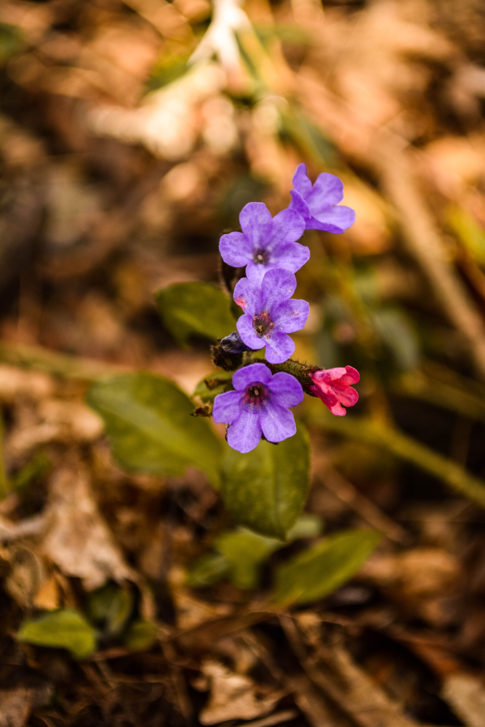 Nikon D5200 sample photo. Flower, nature, beautiful flower photography