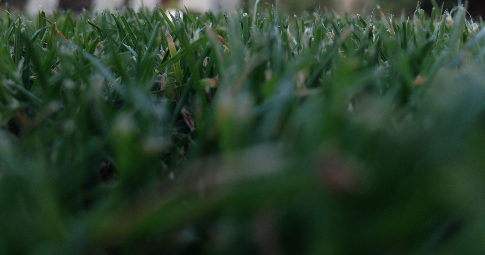 Apple iPhone 5c sample photo. Blade, of, grass, california photography