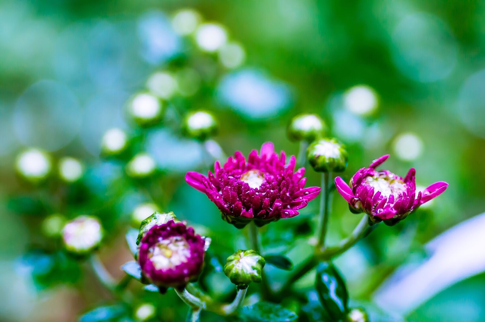 Nikon D5000 sample photo. Chrysanthemums, blossom, bloom photography