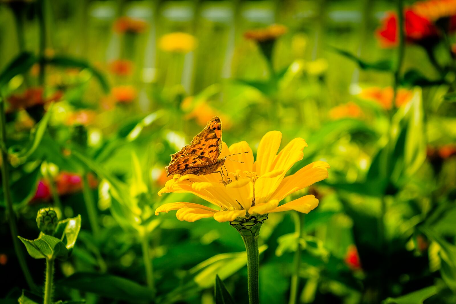 Nikon D3100 sample photo. Butterfly, flowers, yellow photography