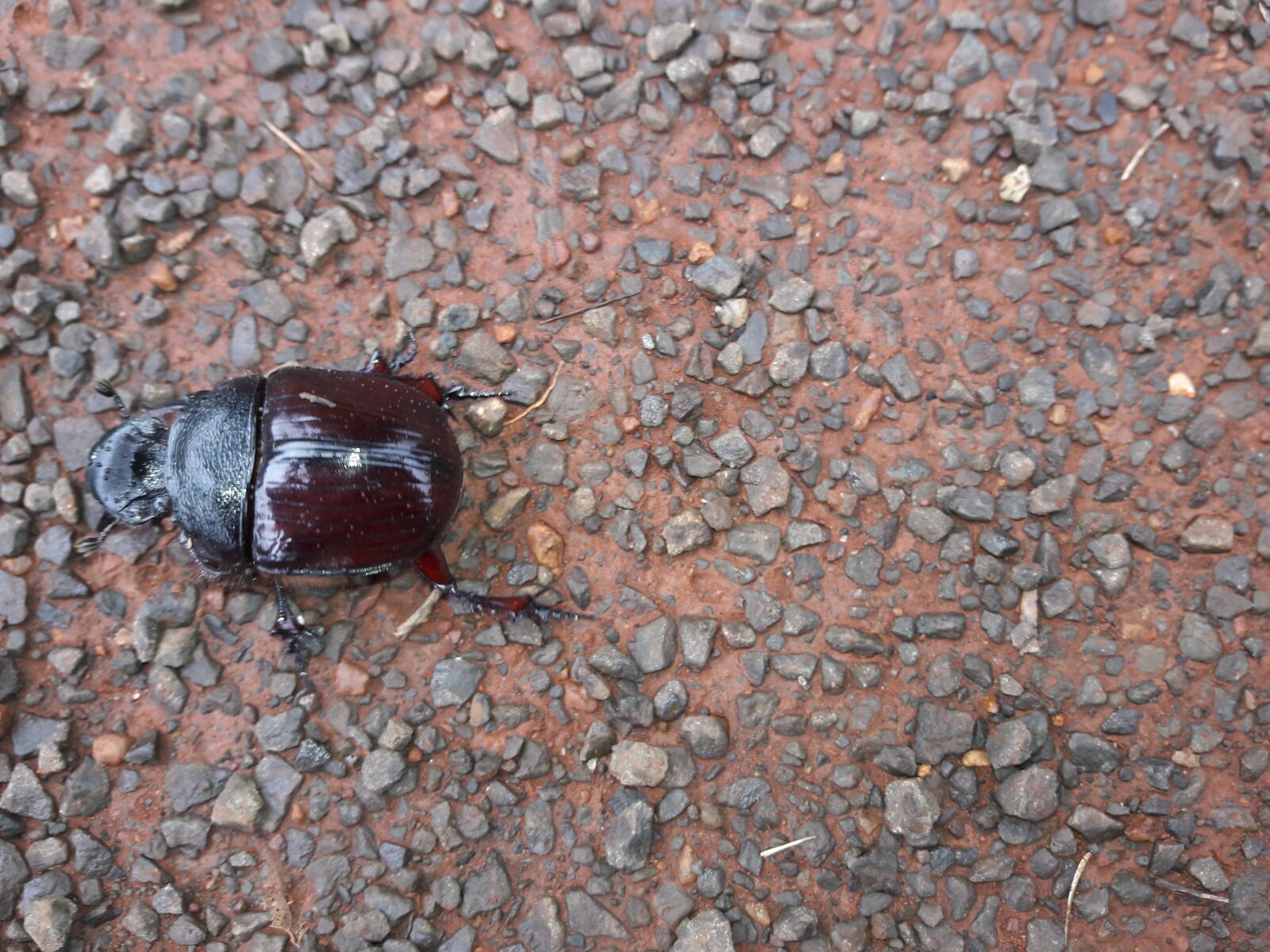 Samsung Galaxy J7 sample photo. Nature, animal, wildlife photography
