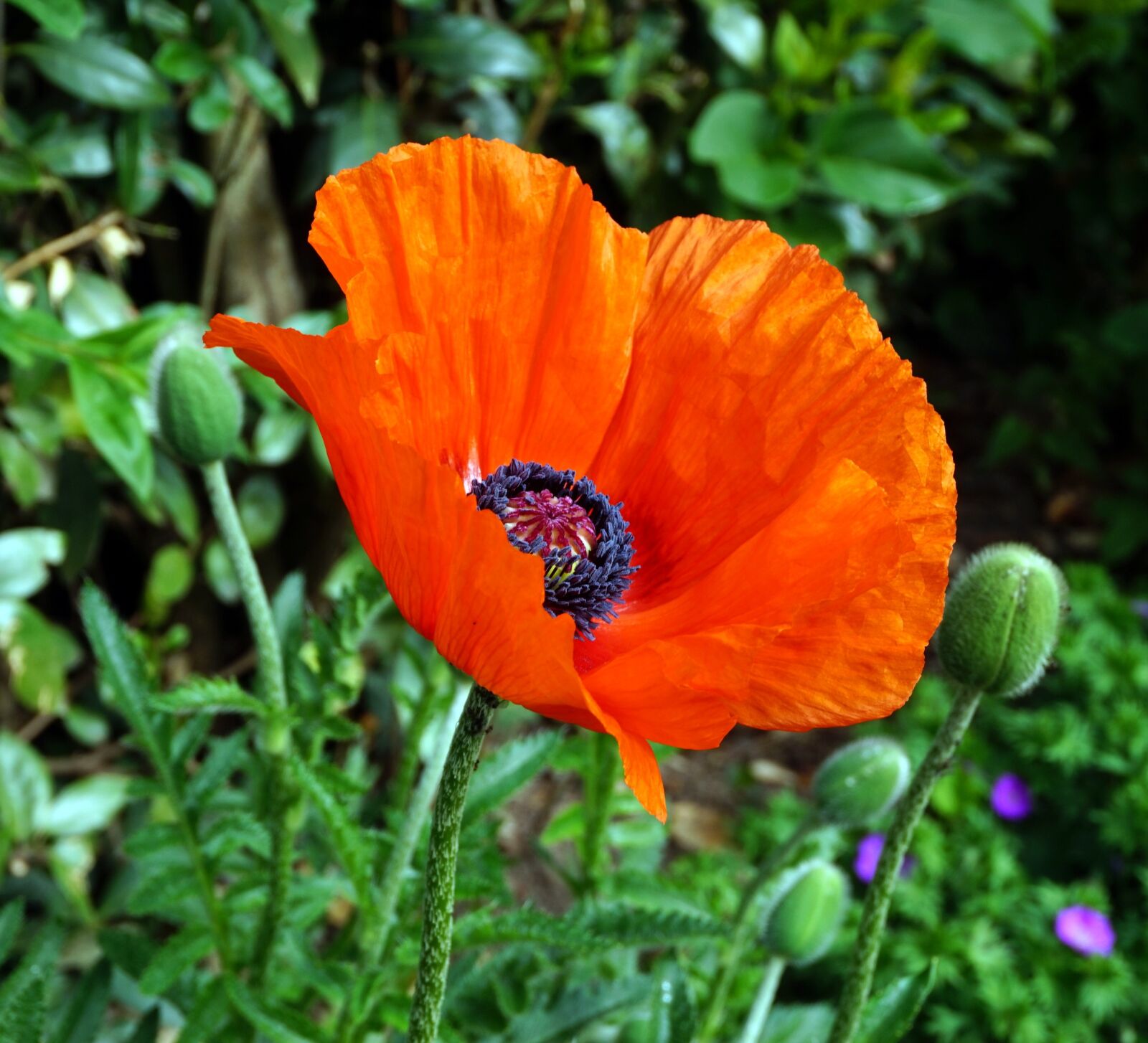 Sony Alpha a5000 (ILCE 5000) sample photo. Flower, poppy, plant photography