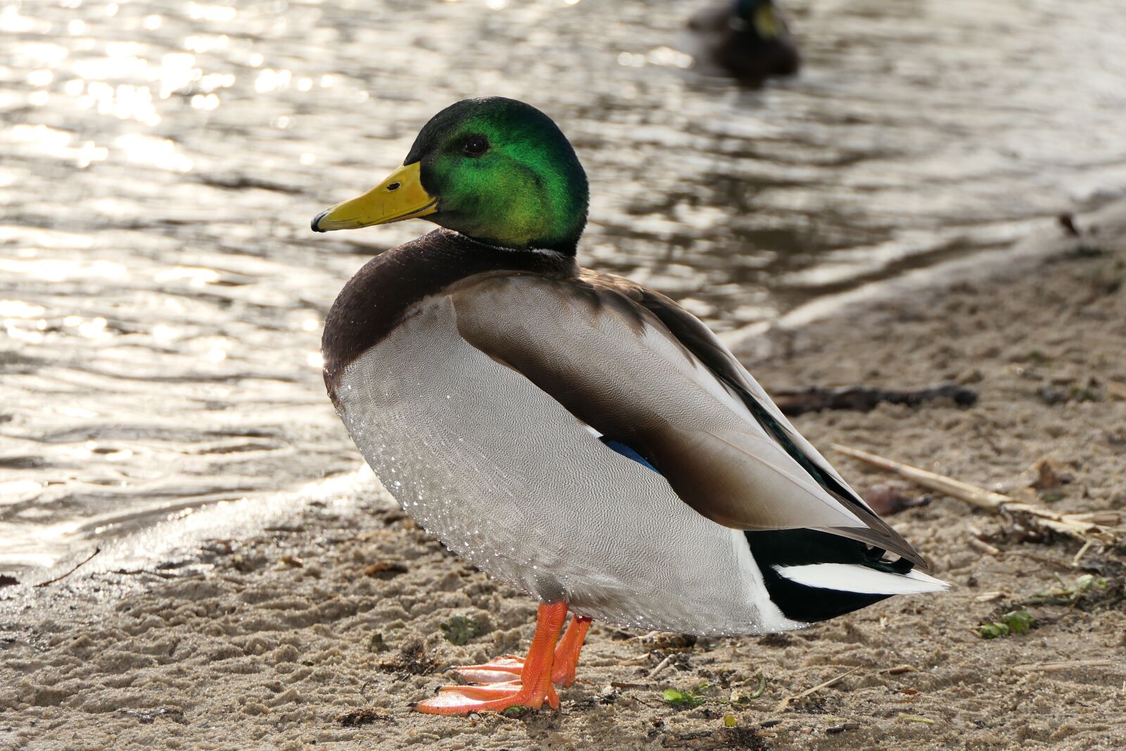 Panasonic Lumix DMC-FZ2500 (Lumix DMC-FZ2000) sample photo. Mallard duck, tom, water photography
