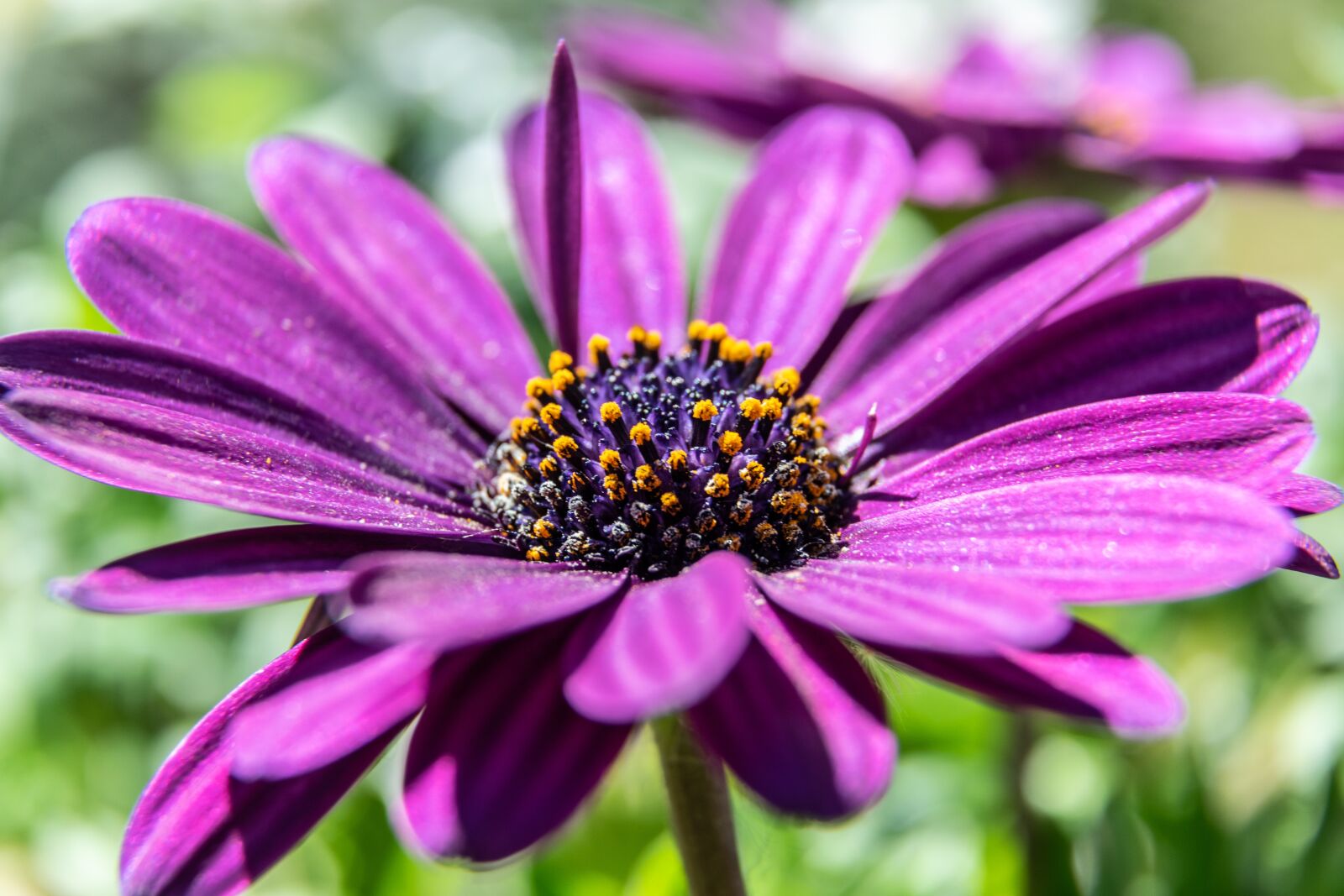 Nikon D3300 sample photo. Flower, garden, spring photography