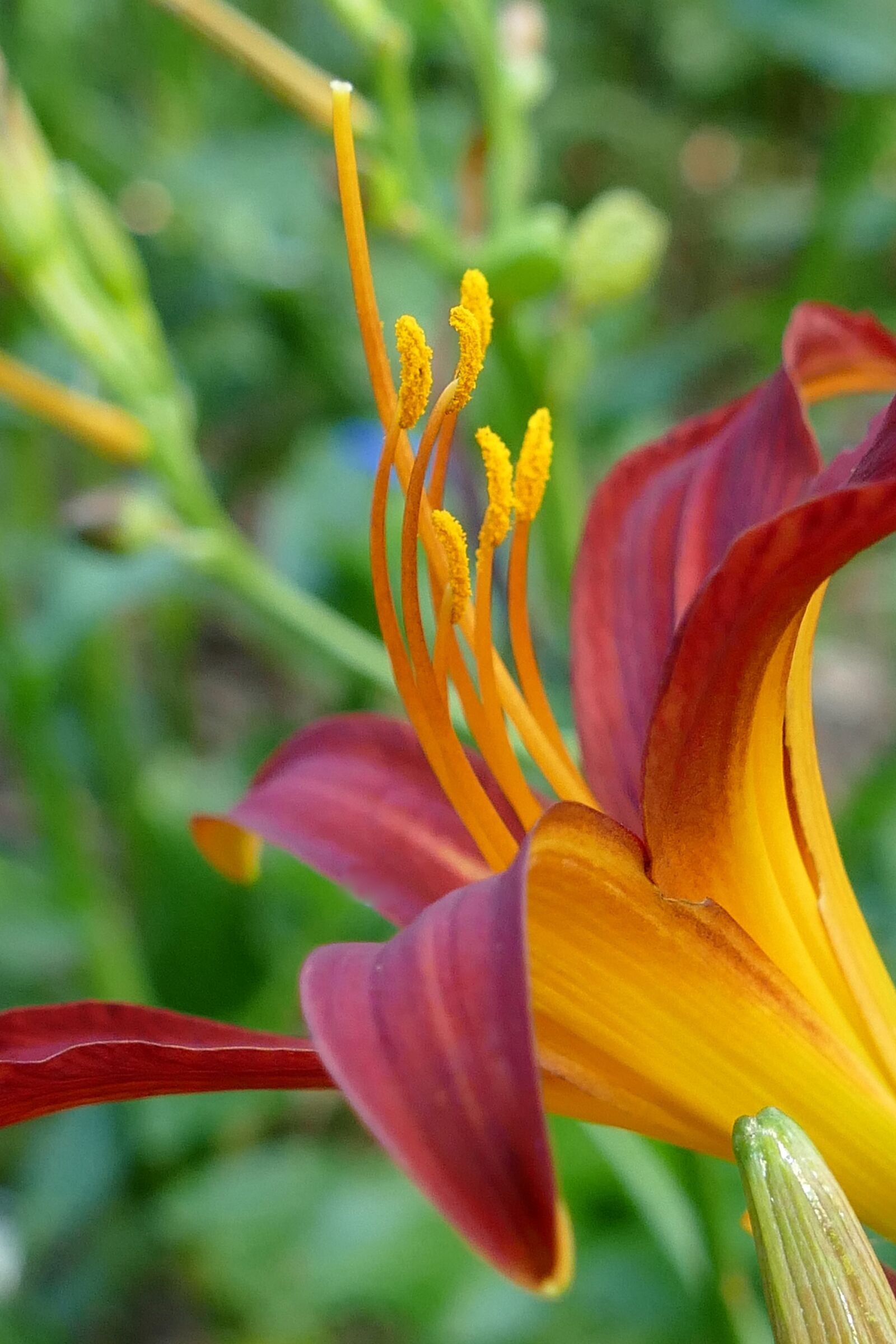 Panasonic Lumix DMC-FZ1000 sample photo. Lily, flower, plant photography