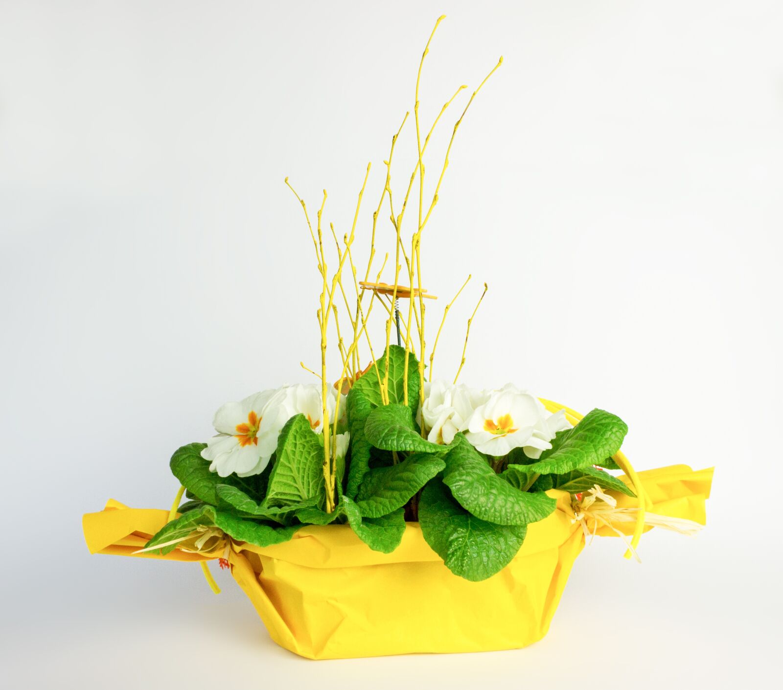 Canon EOS 600D (Rebel EOS T3i / EOS Kiss X5) sample photo. Floristry, primroses, flowers photography