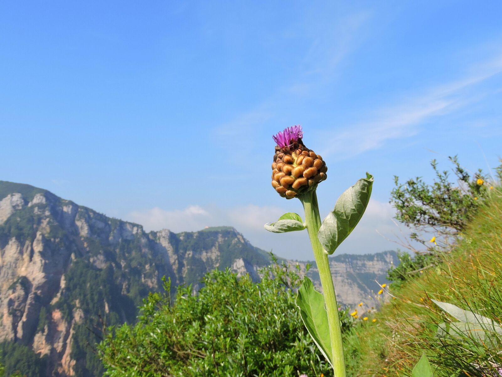 Nikon Coolpix P600 sample photo. Flower, mountain, sky photography