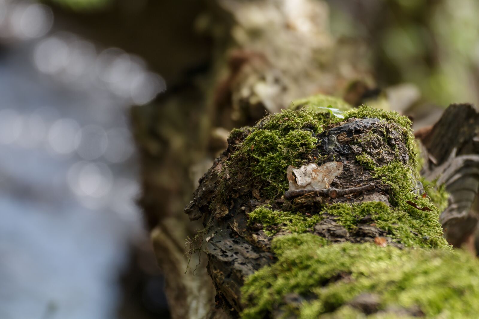 Canon EOS 70D sample photo. Branch, moss, nature photography