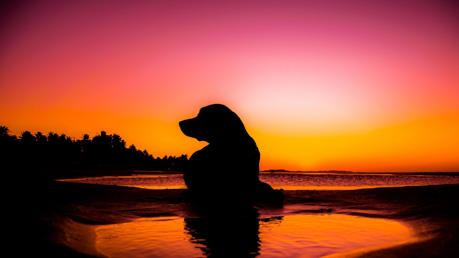 Nikon D5300 sample photo. Dog, silhouette, sunset photography