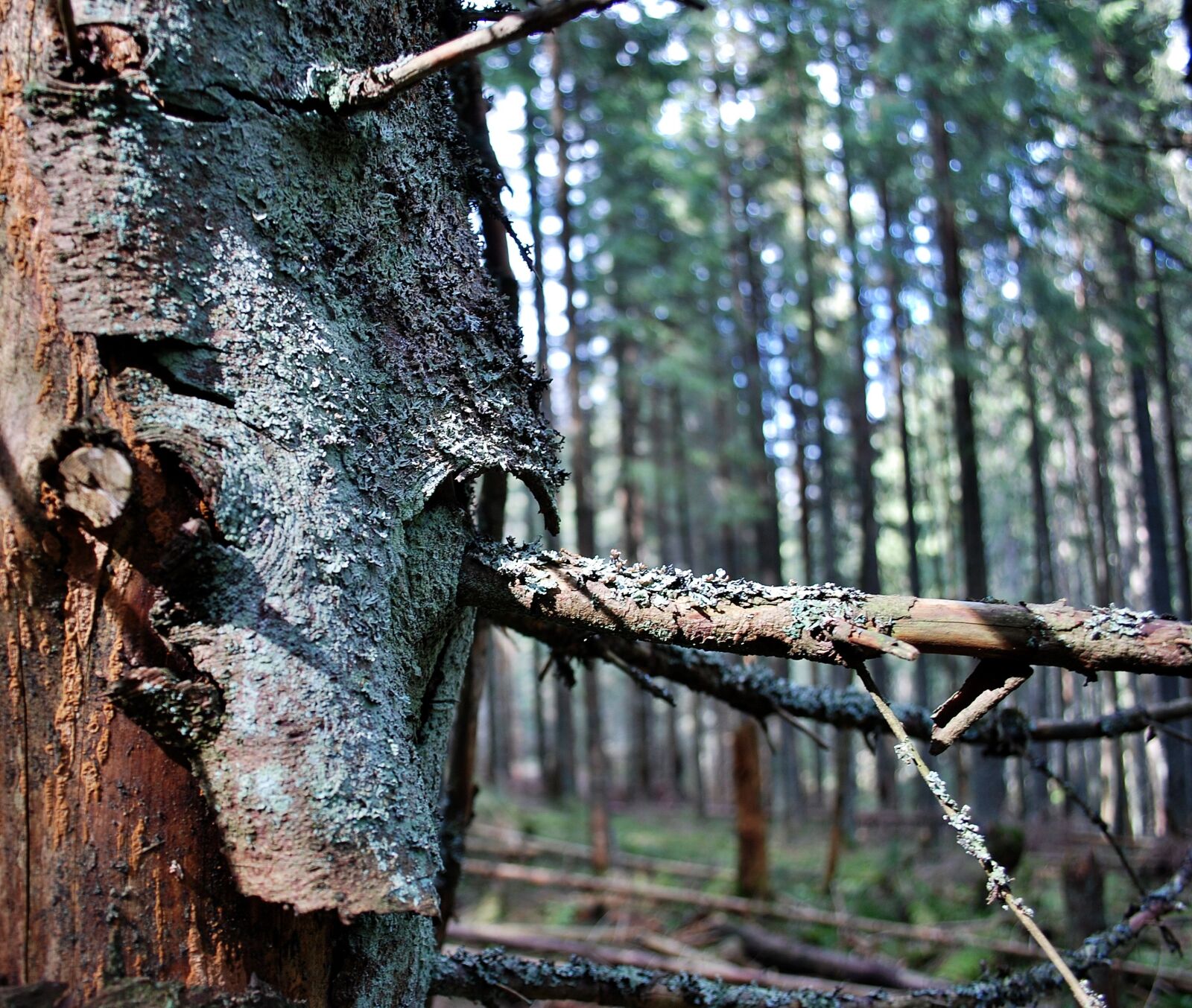 Nikon D80 sample photo. Tree, the bark, forest photography