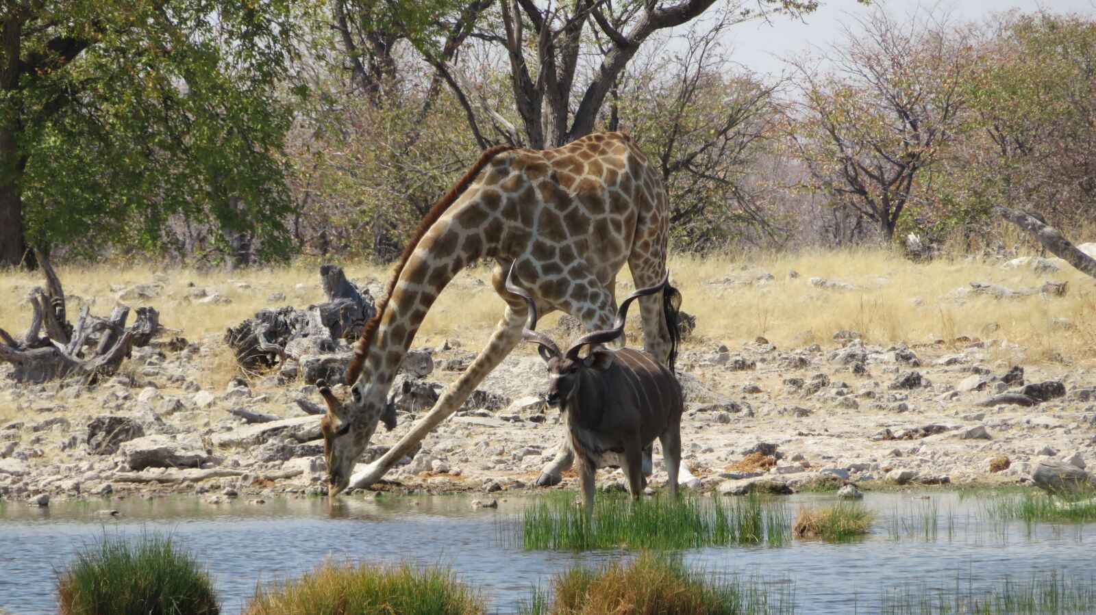 Canon PowerShot SX720 HS sample photo. Giraffe, kudu, drunk photography