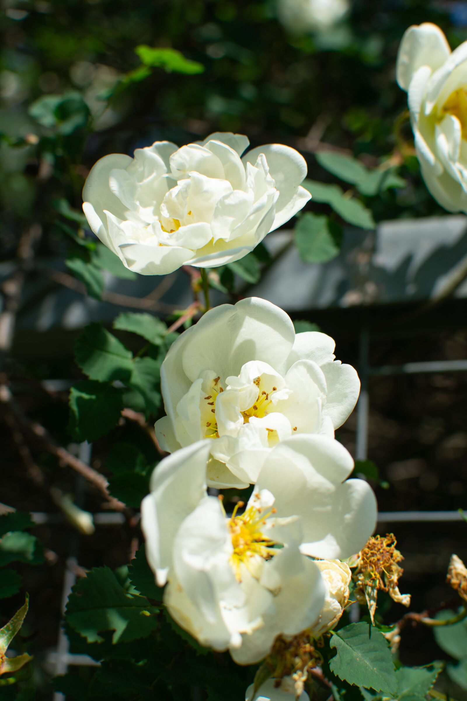Nikon D3400 sample photo. Flowers, roses, garden photography