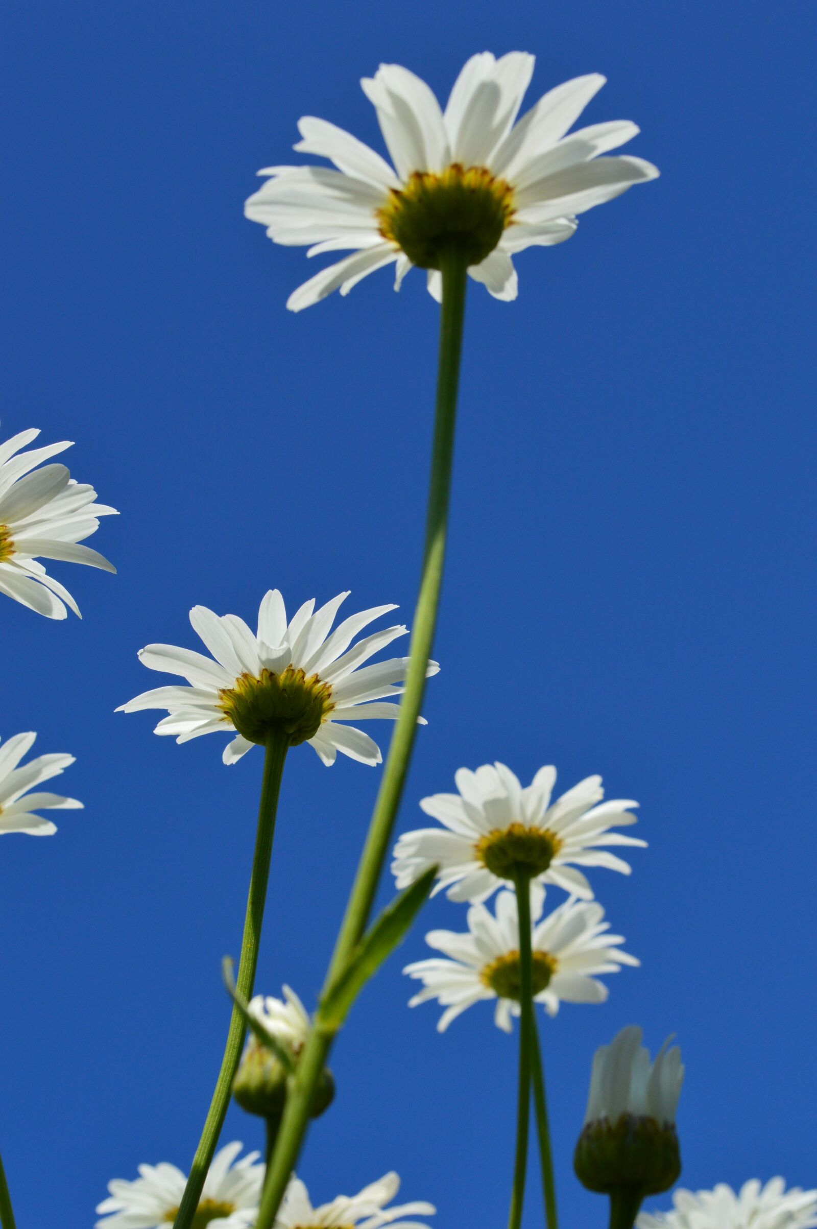 Nikon D3200 sample photo. Daisy, sky, flower photography