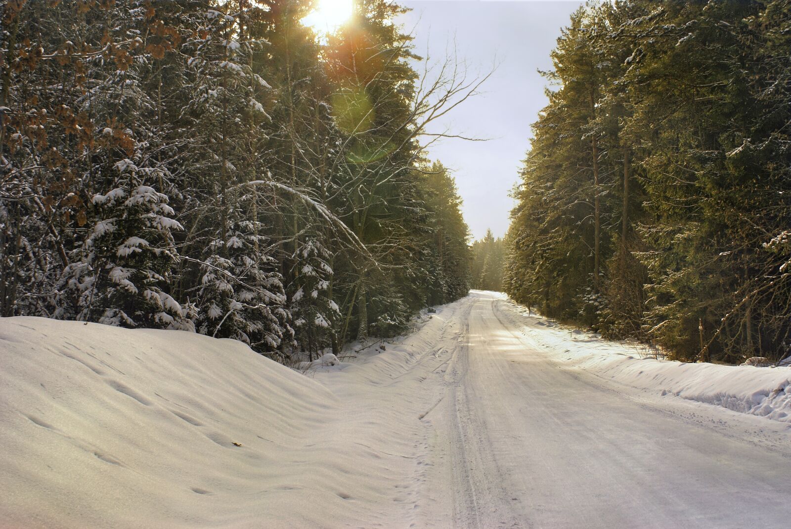 Sony Alpha DSLR-A100 sample photo. Winter, forest, way photography