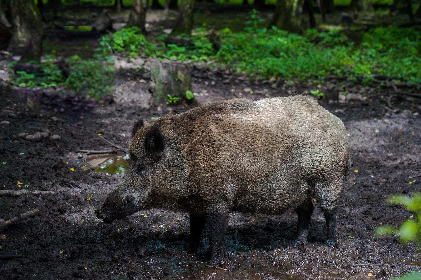 Nikon D700 sample photo. Boar, fur, forest photography
