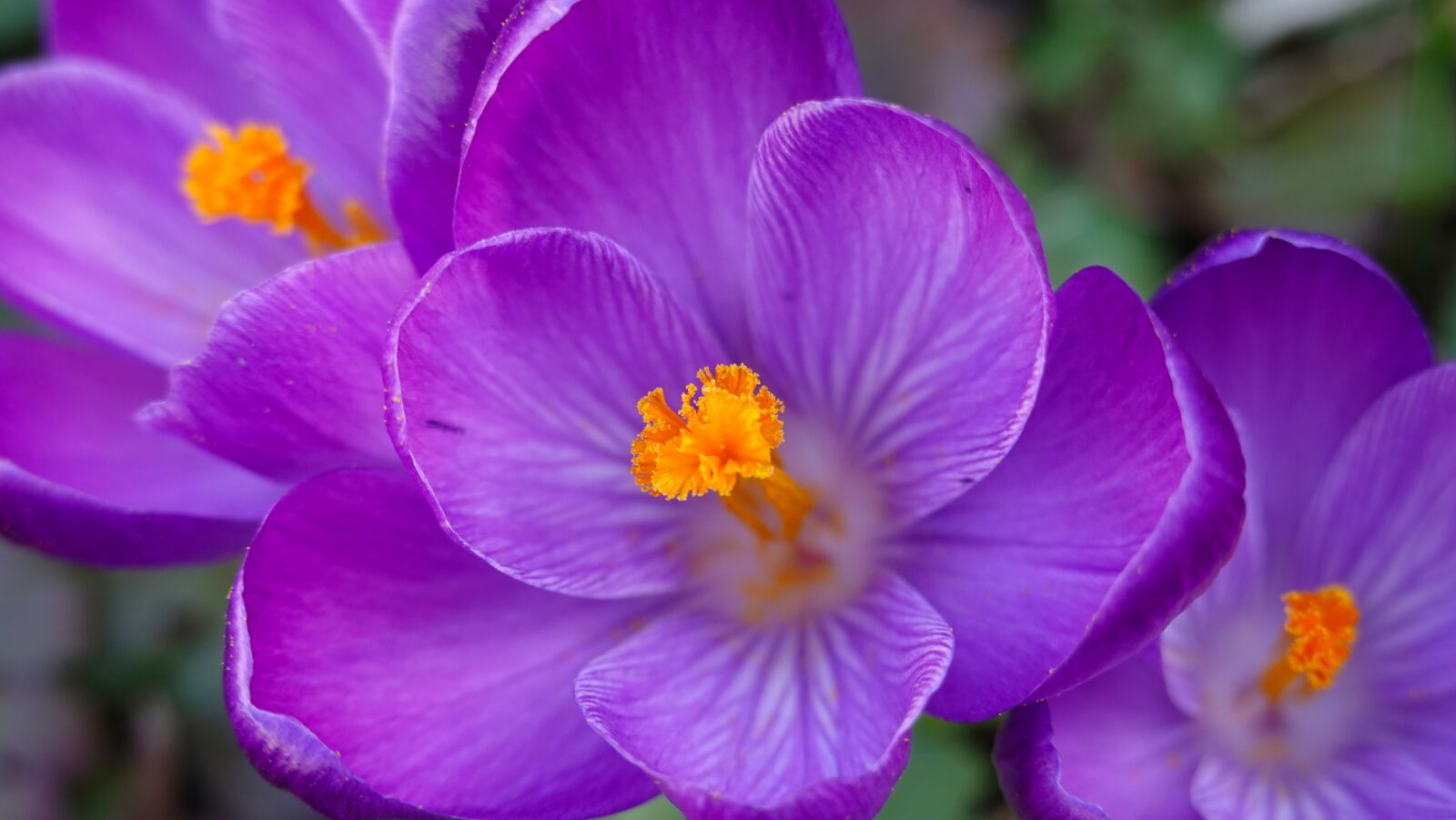 Sony Cyber-shot DSC-RX100 VI sample photo. Crocuses, spring, flower photography