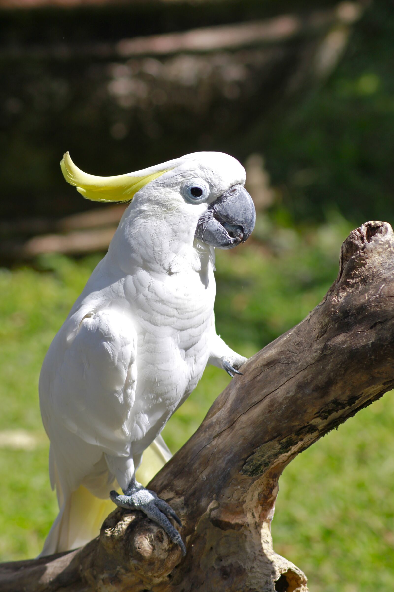 Canon EOS 500D (EOS Rebel T1i / EOS Kiss X3) sample photo. Parrot, bird, bali photography