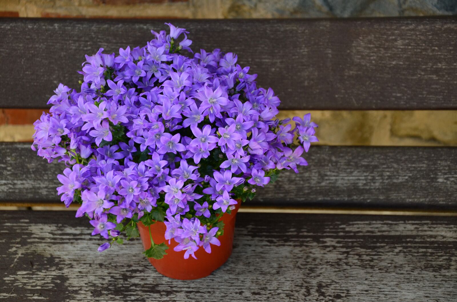Nikon D5100 sample photo. Flowerpot, flower purple, mother's photography