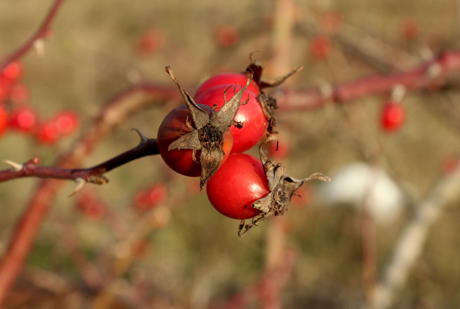 Canon EOS 1200D (EOS Rebel T5 / EOS Kiss X70 / EOS Hi) sample photo. Wild rose, fruit, rose photography