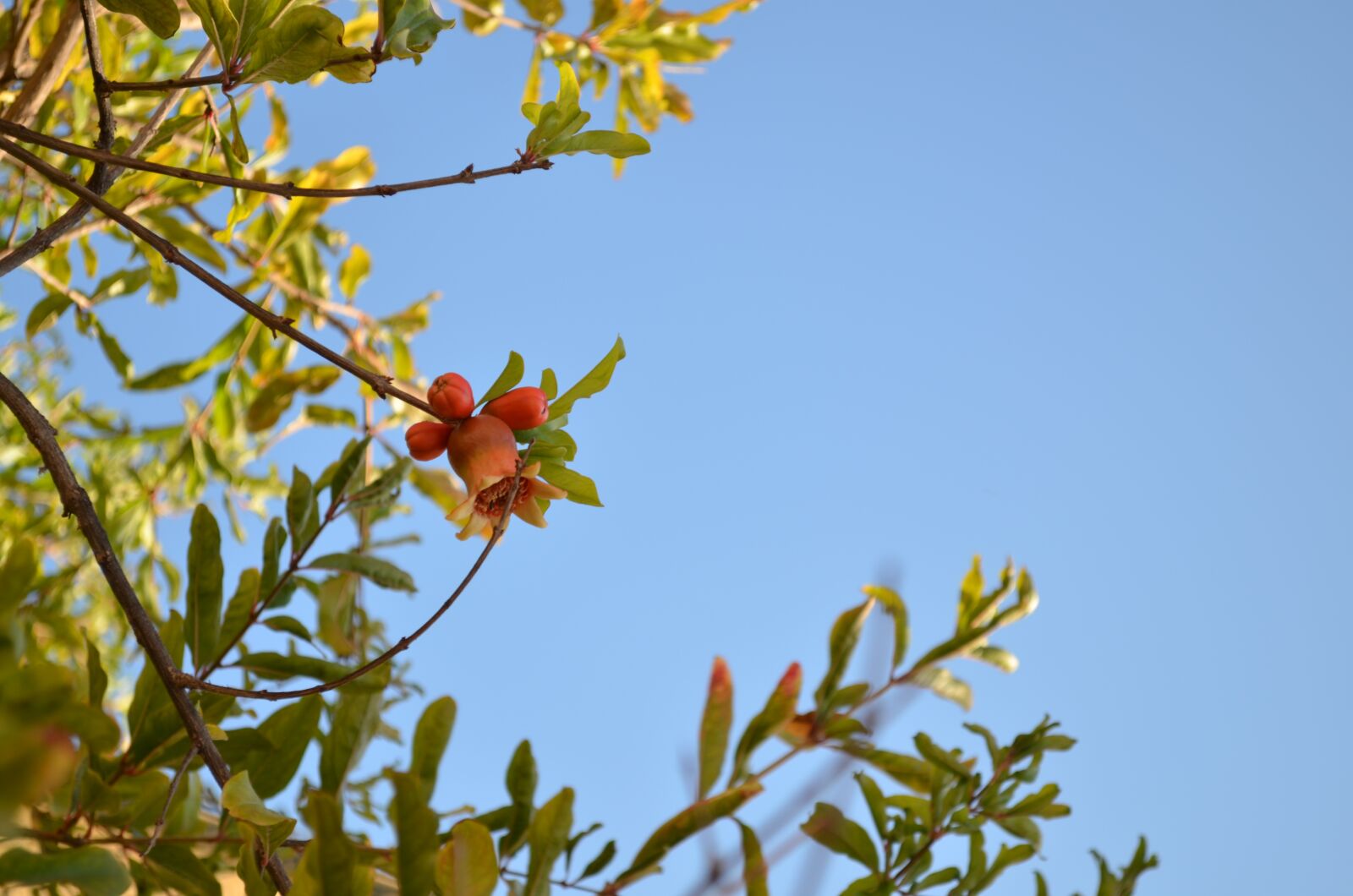 Nikon D5100 sample photo. Grenades, futa, natural photography