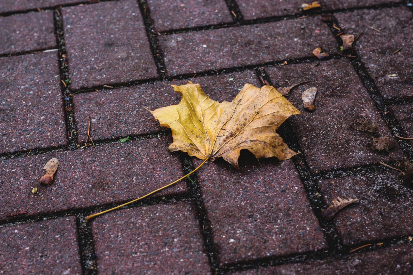 Canon EOS 700D (EOS Rebel T5i / EOS Kiss X7i) + Canon EF 50mm F1.8 STM sample photo. Leaf, leaves, nature photography