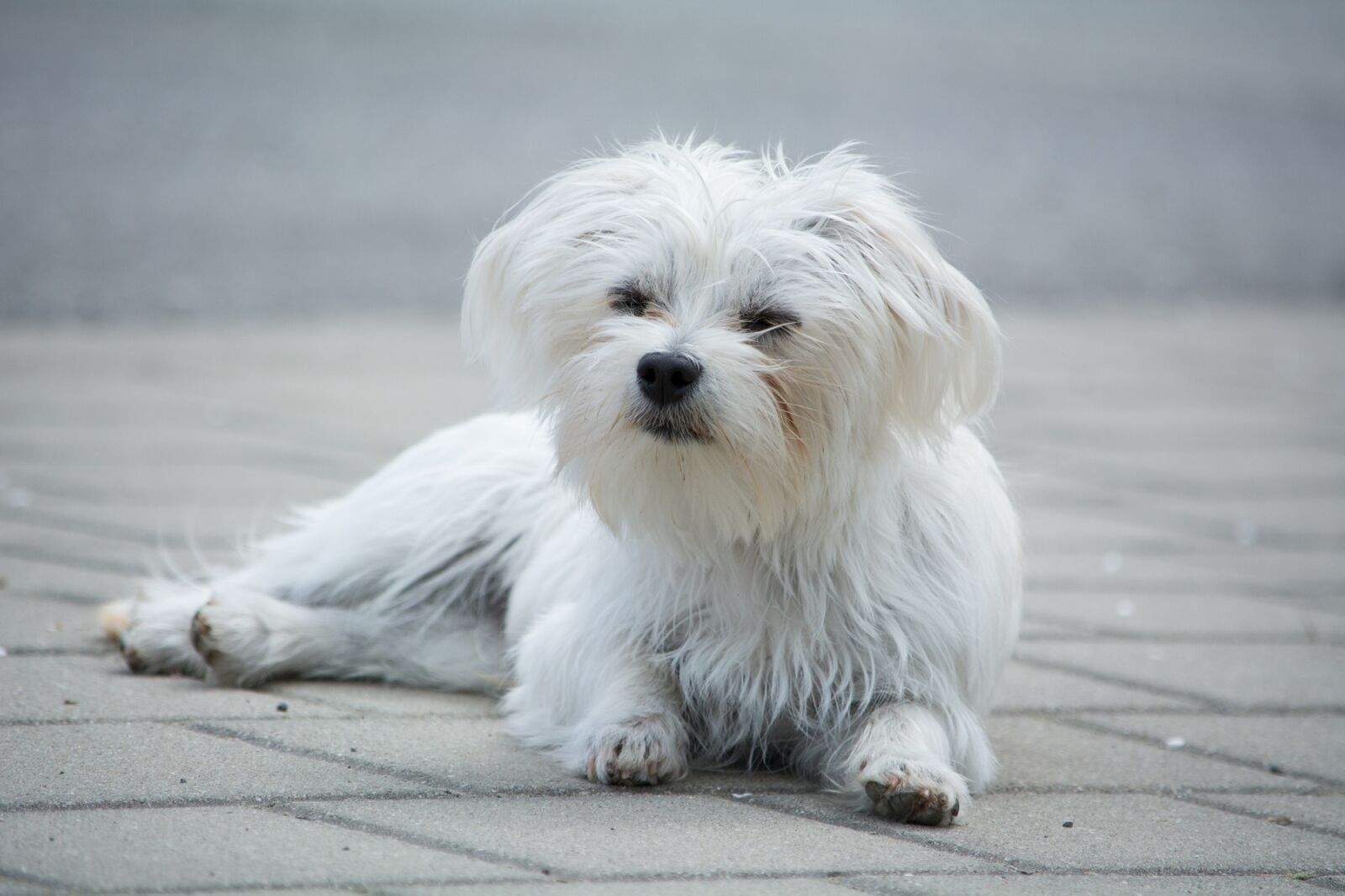 Nikon D7100 sample photo. Dog, small, white photography
