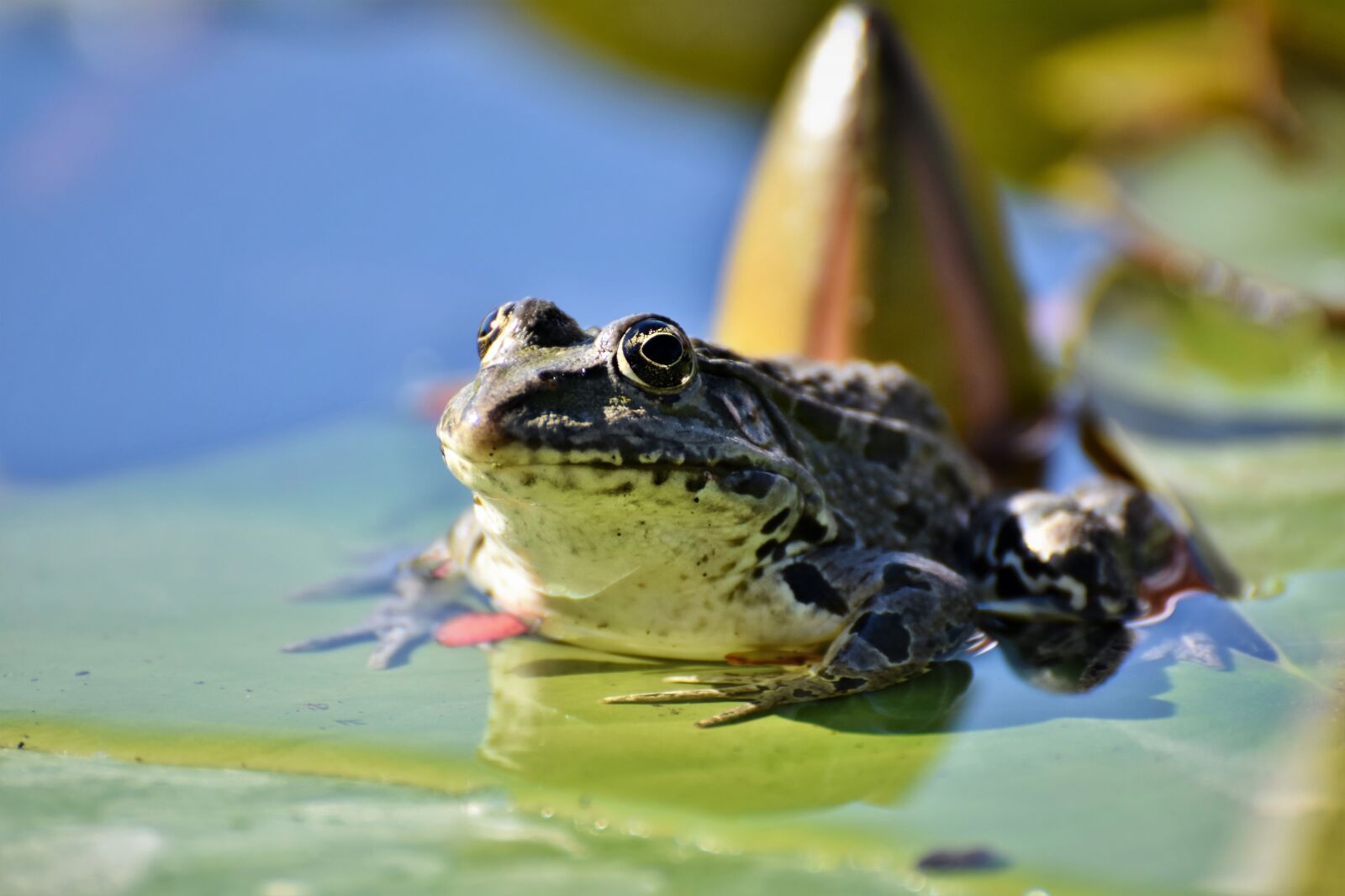Nikon D7200 sample photo. Frog, toad, amphibians photography