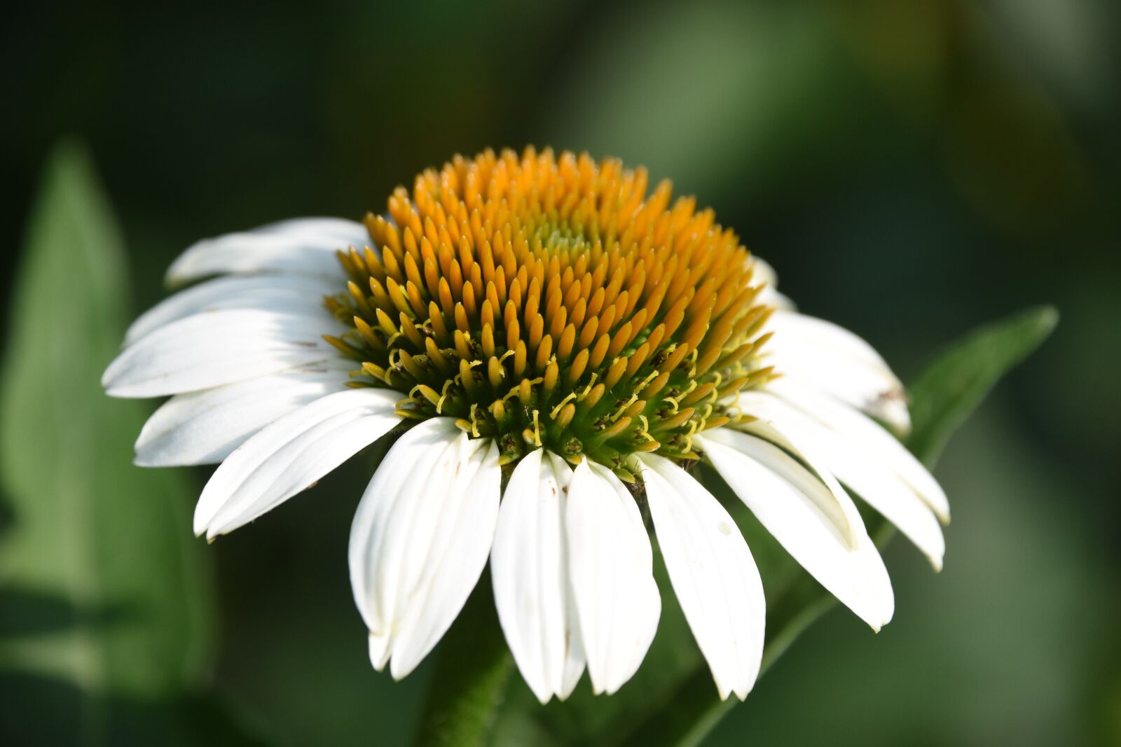 Nikon D7200 sample photo. Small white flowers, flowers photography