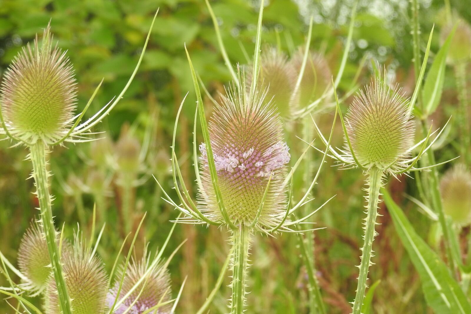 Nikon Coolpix P900 sample photo. Thistle, wild teasel, dipsacus photography