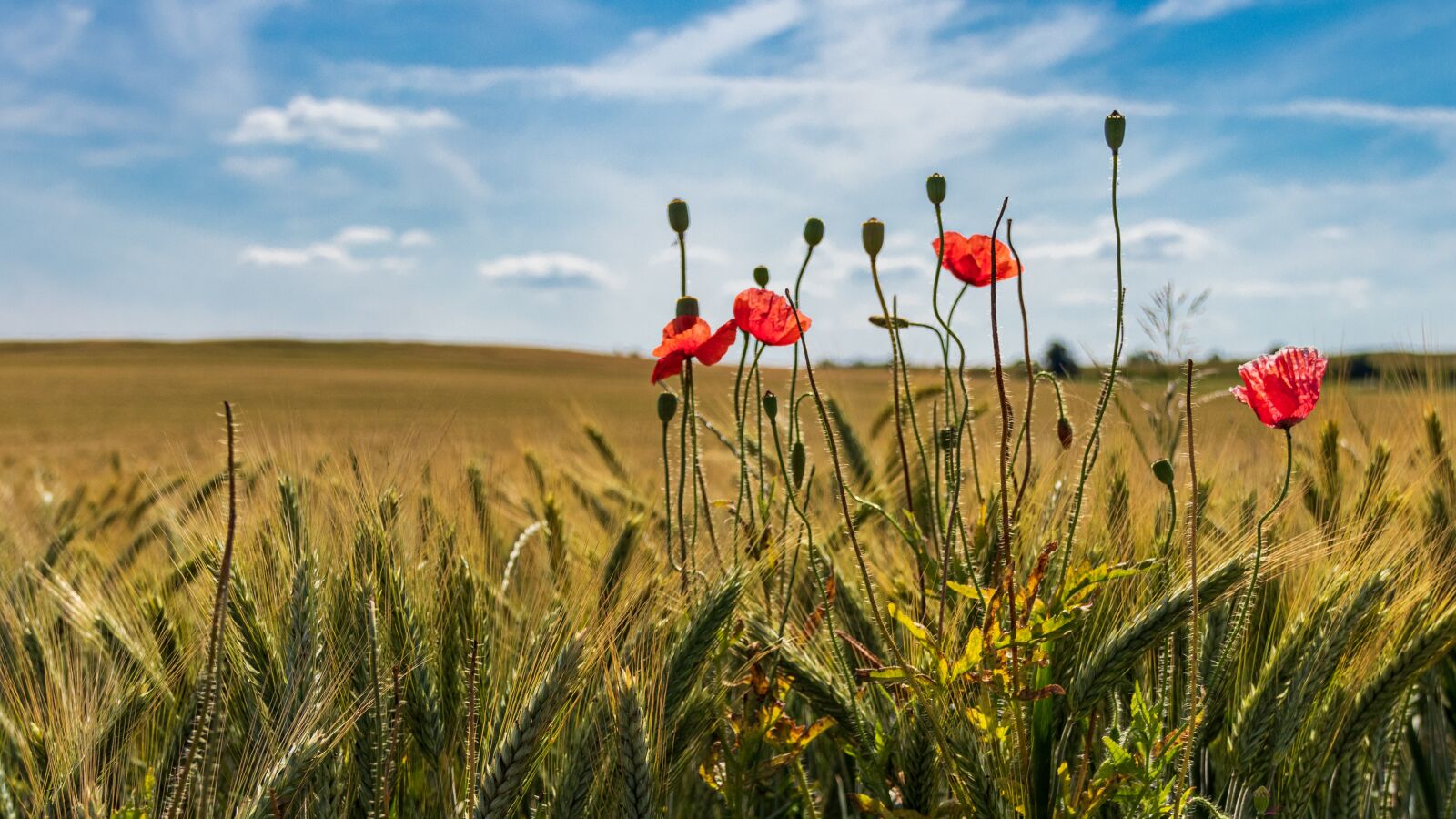 Canon EOS 80D sample photo. Poppies, field, cereals photography